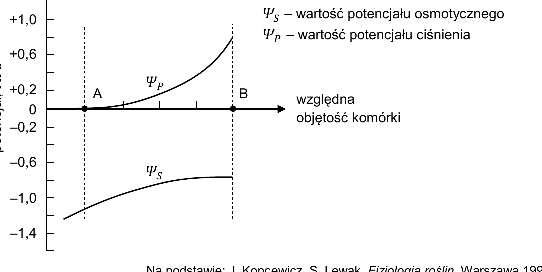 Wykres zmian wartości potencjału osmotycznego (ΨS) i potencjału ciśnienia (ΨP) komórki roślinnej w funkcji względnej objętości komórki, z zaznaczonymi stanami fizjologicznymi A (ΨP≈0, ΨS≈−1,2 MPa) i B (ΨP≈+0,8 MPa, ΨS≈−0,8 MPa)