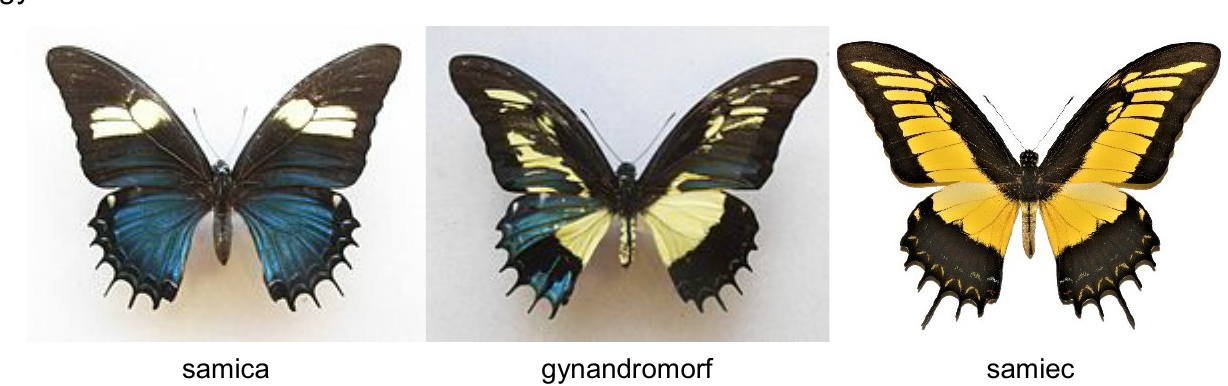 Trzy fotografie motyla Papilio androgeus: samica (skrzydła niebiesko-czarne, odwłok czarny jednolity), gynandromorf (skrzydła żółto-niebieskie, odwłok żółto-czarny) i samiec (skrzydła żółto-czarne, odwłok żółto-czarny)