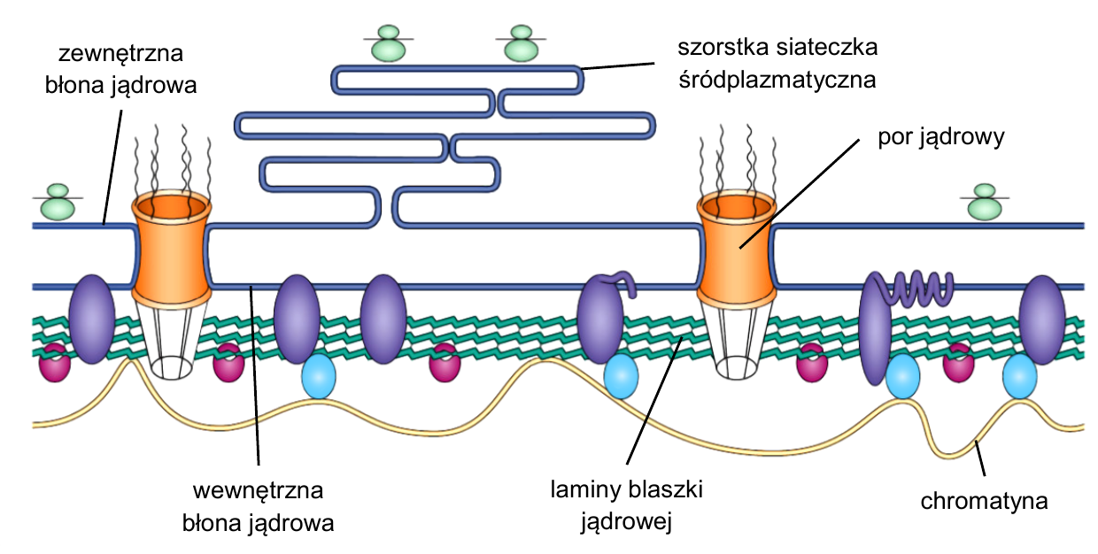 Schemat struktury blaszki jądrowej: zewnętrzna i wewnętrzna błona jądrowa, szorstka siateczka śródplazmatyczna, pory jądrowe, laminy blaszki jądrowej oraz przyłączona chromatyna