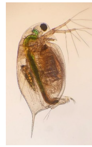 Fotografia rozwielitki pchłowatej (Daphnia pulex) pod mikroskopem — widoczne czułki, oko złożone, karapaks oraz odnóża kroczne
