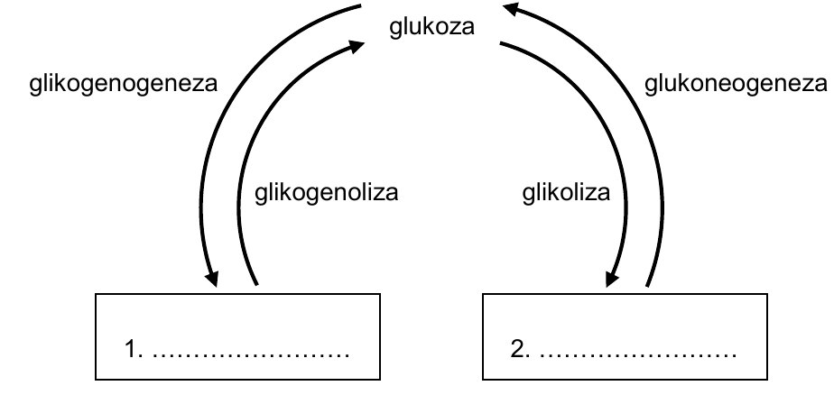 Schemat przemian glukozy w organizmie człowieka: glukoza ↔ (1. .........) przez glikogenogenezę i glikogenolizę; glukoza ↔ (2. .........) przez glukoneogenezę i glikolizę