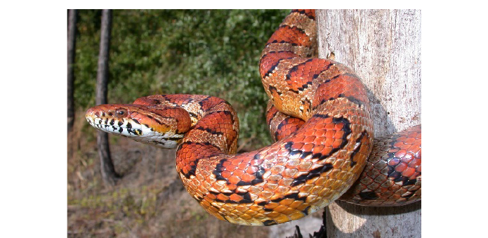 Wąż zbożowy (Pantherophis guttatus)