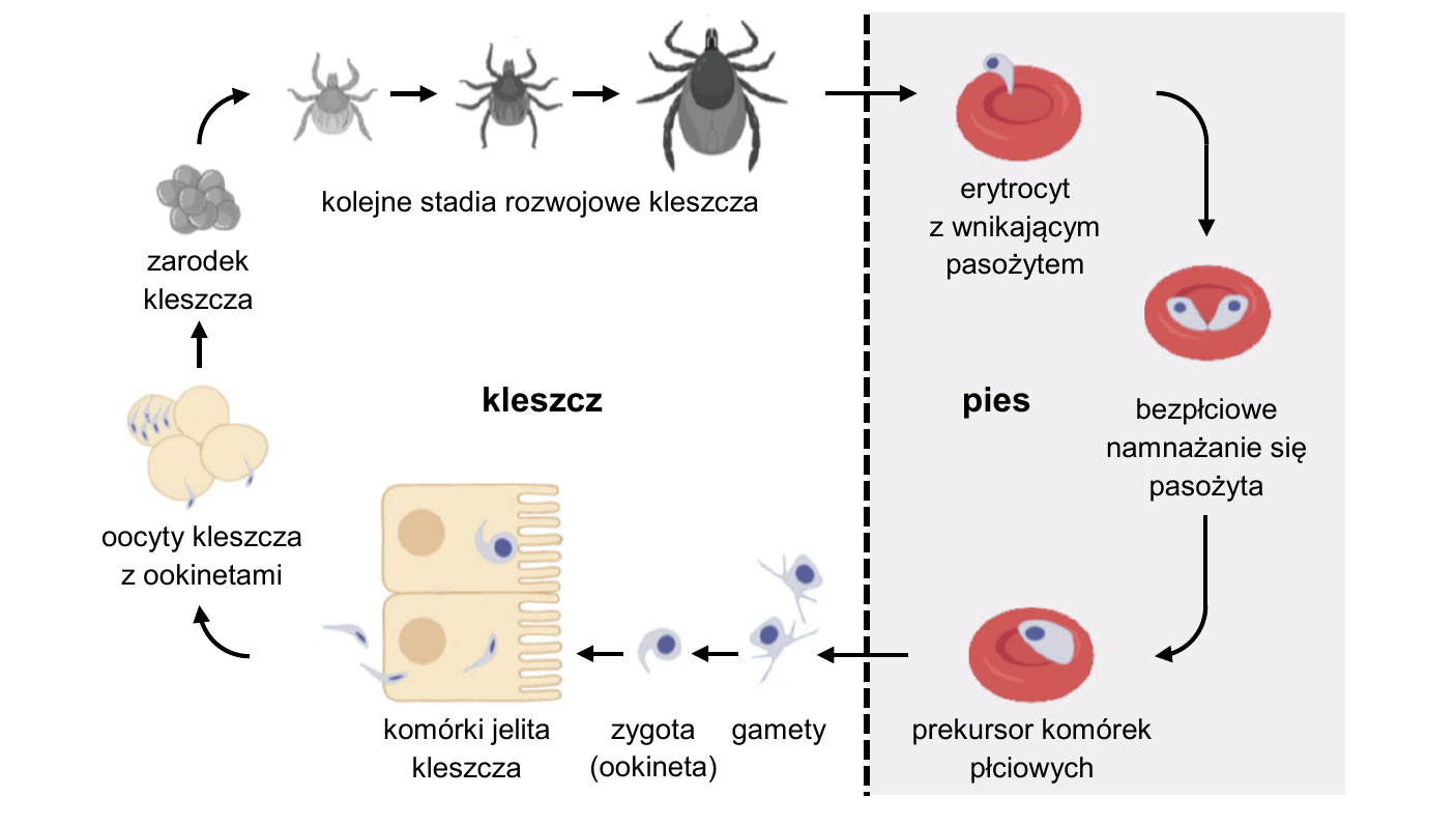 Cykl rozwojowy Babesia canis