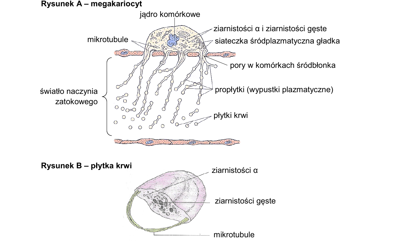 Rysunek A — megakariocyt, Rysunek B — płytka krwi