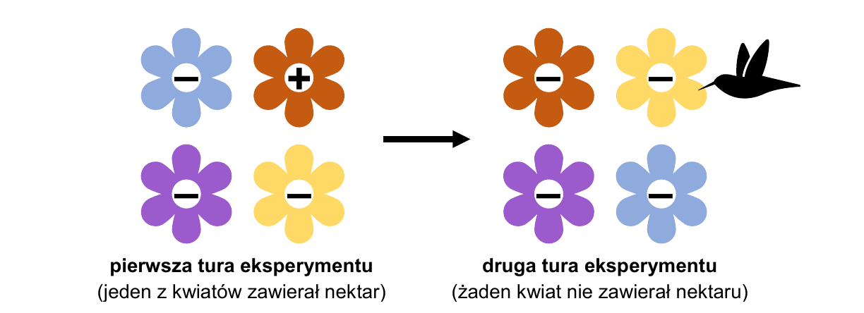 eksperyment kolibry
